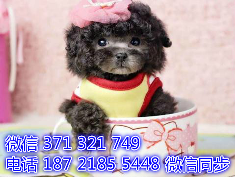 1全国发货 犬舍繁殖贵宾 出售纯种幼犬 包售后啄