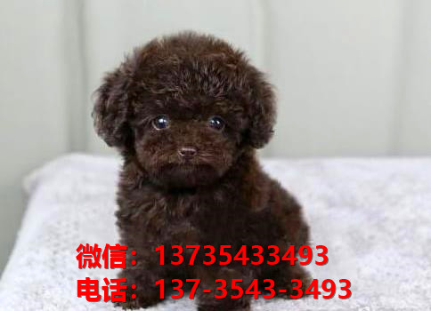 厦门犬舍 出售纯种贵宾犬迷你贵宾犬宠物狗场在哪买狗卖狗地方