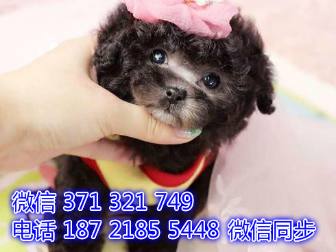 西安宠物狗狗 贵宾犬出售纯种 西安宠物狗狗犬