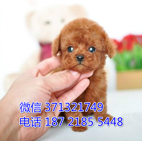 宠物狗狗贵宾全国可以发货 犬舍繁殖 包健康陀