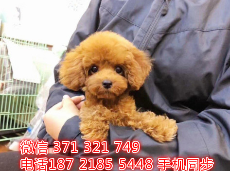 贵宾犬幼犬出售纯种 狗场直销宠物 哪里有宠物狗狗翁