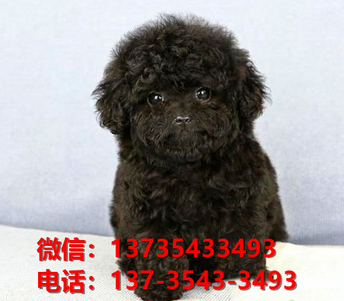 正宗健康的迷你贵宾犬哪里有卖 杭州犬舍出售