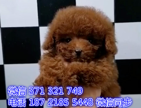 北京宠物狗狗茶杯贵宾出售幼犬 全国可以发货