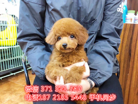 贵宾犬幼犬出售纯种 狗场直销宠物 哪里有宠物狗狗翁