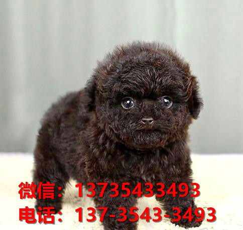 正宗健康的迷你贵宾犬哪里有卖 济南犬舍出售