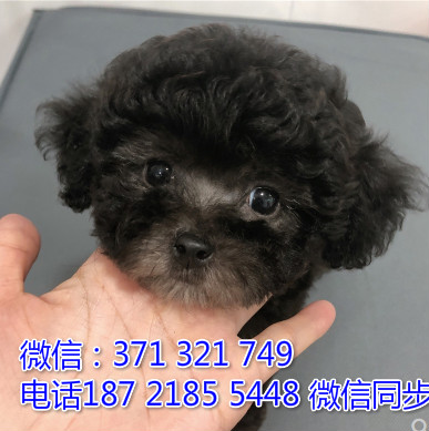 全国特惠贵宾纯种幼犬 支持上门 支持空运汽运 包健康瓢