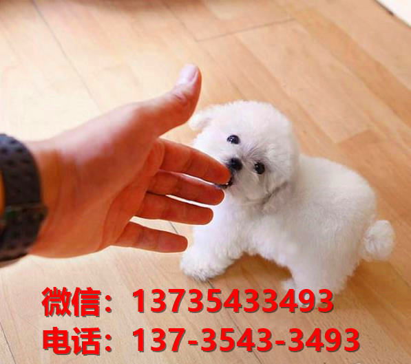 正宗健康的迷你贵宾犬哪里有卖 ?？谌岢鍪? width=80px height=80px /></div><div   id=
