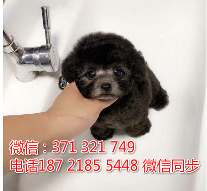 全国特惠贵宾纯种幼犬 支持上门 支持空运汽运 包健康司