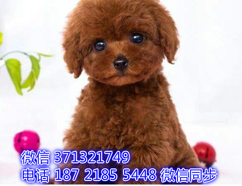 特价贵宾出售纯种幼犬 专业繁殖专业发货 可上