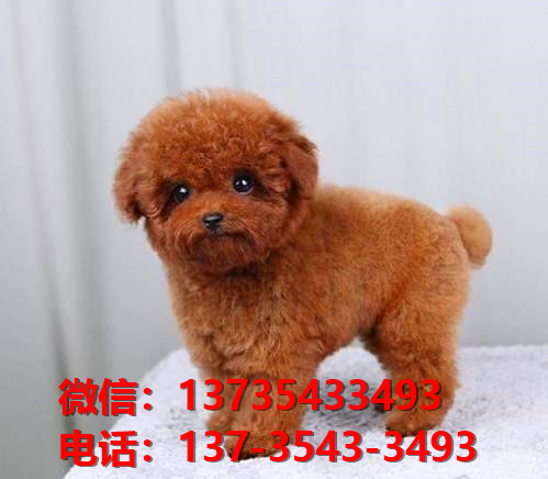 正宗健康的迷你贵宾犬哪里有卖 长沙犬舍出售