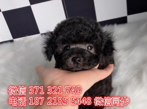 贵宾宠物买卖 宠物市场 宠物狗狗图片宠物网沿