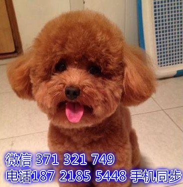 宠物市场 哪里有宠物贵宾，精品小型中型大型犬