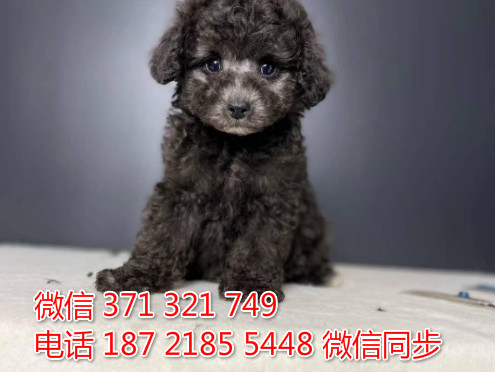 犬舍贵宾纯种幼犬出售 茶杯贵宾灰色犬舍狗场