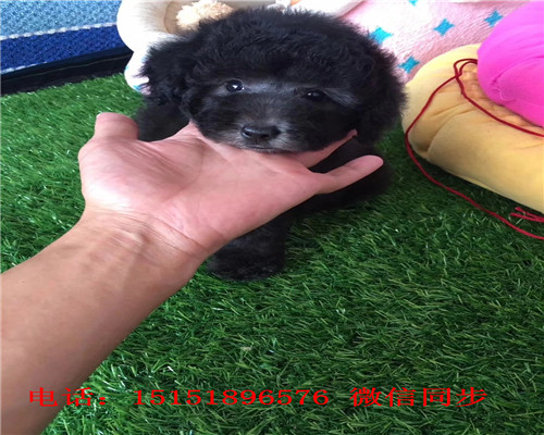  西安红色贵宾出售 西安茶杯贵宾犬 灰色贵宾白色贵宾多少钱