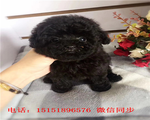  西安红色贵宾出售 西安茶杯贵宾犬 灰色贵宾