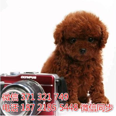 犬舍直销，哪里有宠物贵宾犬，精品小型中型大型犬狗狗露