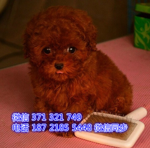 贵宾犬出售 宠物狗狗  宠物市场 狗狗图片 买卖狗狗难