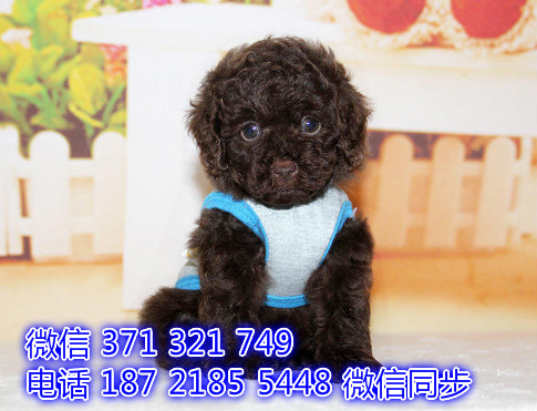 贵宾宠物买卖 宠物市场 宠物狗狗图片宠物网资