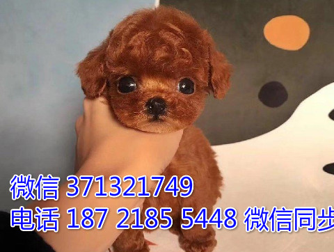 宠物市场 哪里有宠物贵宾，精品小型中型大型犬狗狗遗