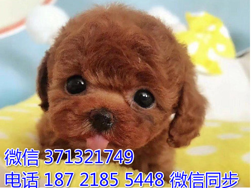 宠物市场 哪里有宠物贵宾，精品小型中型大型犬狗狗遗