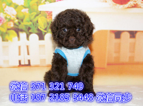 贵宾宠物买卖 宠物市场 宠物狗狗图片宠物网渡