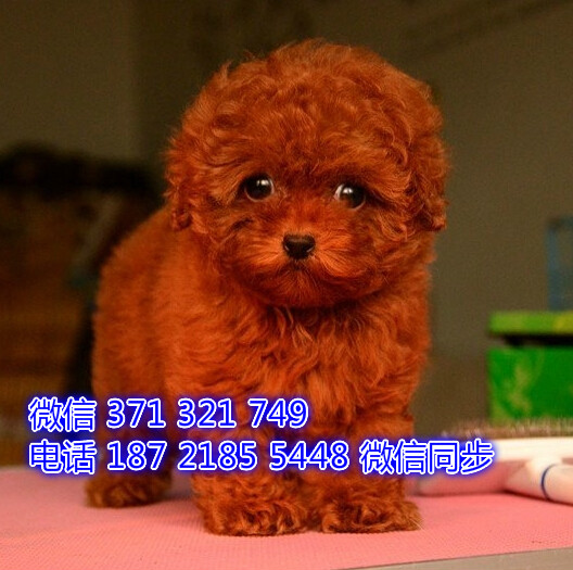 贵宾犬出售 宠物狗狗  宠物市场 狗狗图片 买卖狗狗难