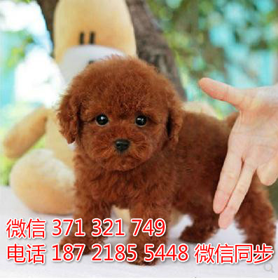 犬舍直销，哪里有宠物贵宾犬，精品小型中型大型犬