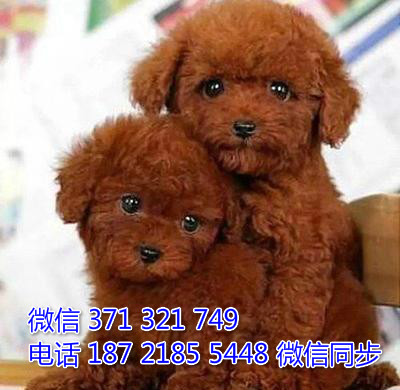 犬舍直销，哪里有宠物贵宾犬，精品小型中型大型犬狗狗飞