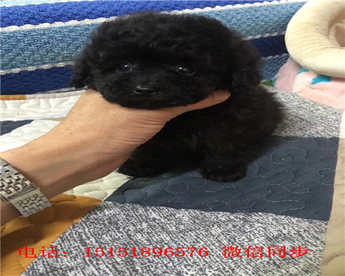  扬州红色贵宾出售 扬州茶杯贵宾犬 灰色贵宾