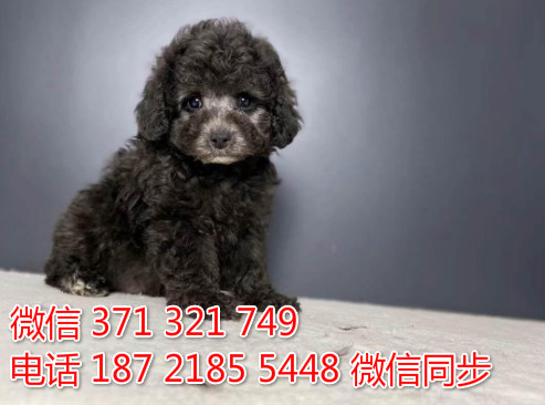 犬舍贵宾纯种幼犬出售 茶杯贵宾灰色犬舍狗场宠物狗凡