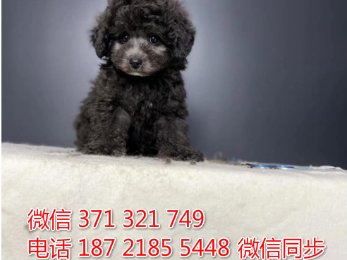 犬舍贵宾纯种幼犬出售 茶杯贵宾灰色犬舍狗场宠物狗芭