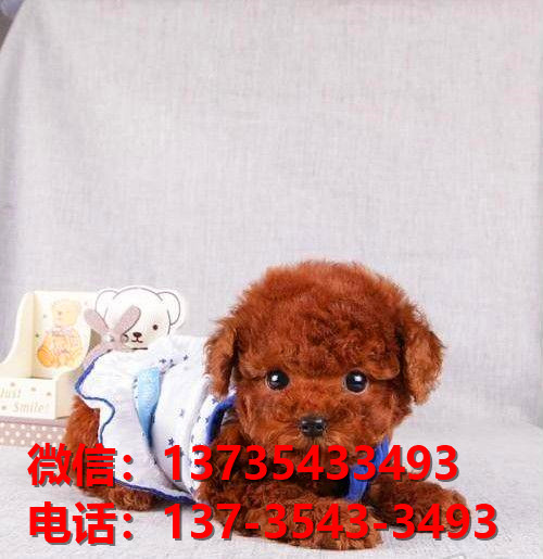 长治宠物狗狗犬舍出售纯种贵宾犬卖狗买狗地方在哪有狗市场