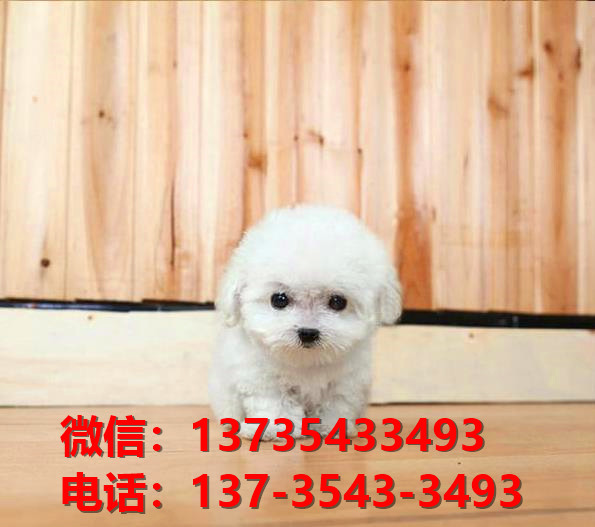 晋中宠物狗狗犬舍出售纯种贵宾犬犬卖狗买狗地方在哪有狗市场