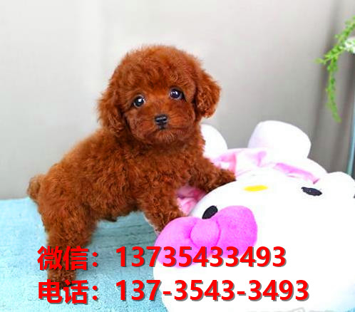 朔州宠物狗狗犬舍出售纯种贵宾犬卖狗巨贵买狗