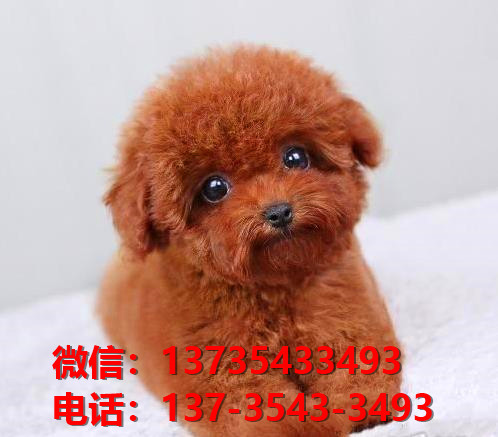 滨州宠物狗犬舍出售纯种贵宾犬网上卖狗买狗地方在哪有狗市场领养