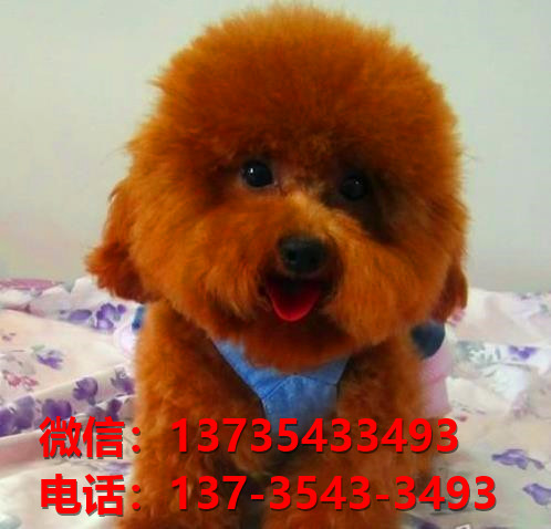 上海宠物狗狗犬舍出售纯种贵宾犬多少钱卖狗买