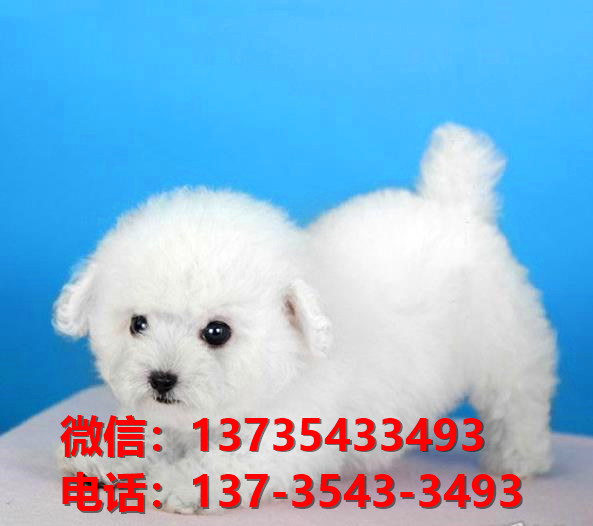 厦门宠物狗狗犬舍出售纯种贵宾犬多少钱卖狗买