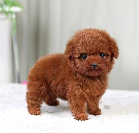 顺德区买狗攻略 佛山哪有卖玩具贵宾犬 茶杯贵宾犬颜色