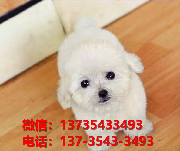 厦门宠物狗狗犬舍出售纯种贵宾犬多少钱卖狗买狗地方在哪