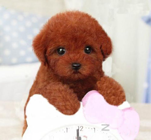 顺德区买狗攻略 佛山哪有卖玩具贵宾犬 茶杯贵宾犬颜色