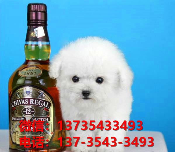 厦门宠物狗狗犬舍出售纯种贵宾犬多少钱卖狗买狗地方在哪