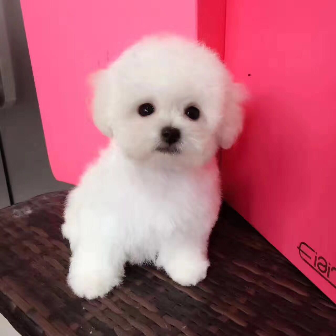 佛山哪里卖灰色贵宾犬佛山哪里卖小体贵宾 佛