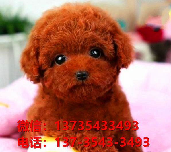 厦门犬舍迷你贵宾犬长不大茶杯泰迪犬哪里有卖狗买狗地方领养