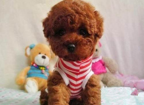 广州出售纯种健康贵宾幼犬 疫苗齐全 多窝可选