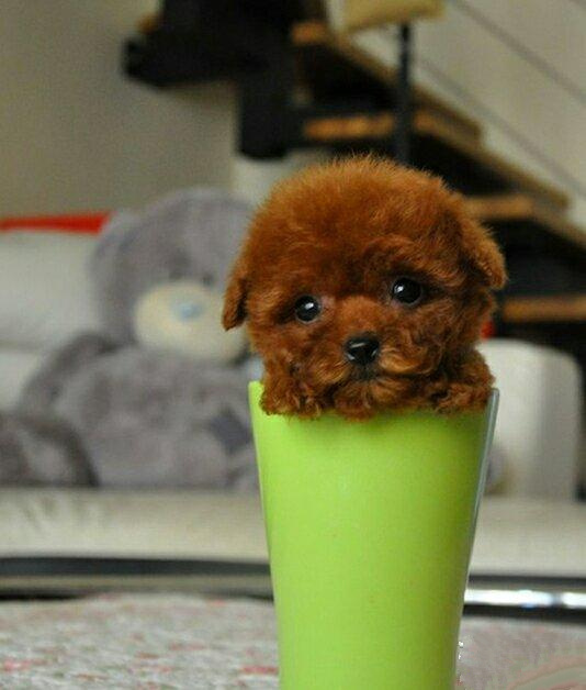 广州出售纯种健康贵宾幼犬 疫苗齐全 多窝可选