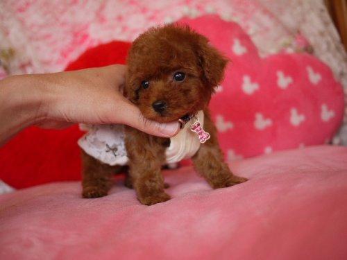 广州出售纯种健康贵宾幼犬 疫苗齐全 多窝可选