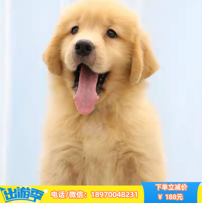 南昌本地出售纯种泰迪，确保健康，假一赔十