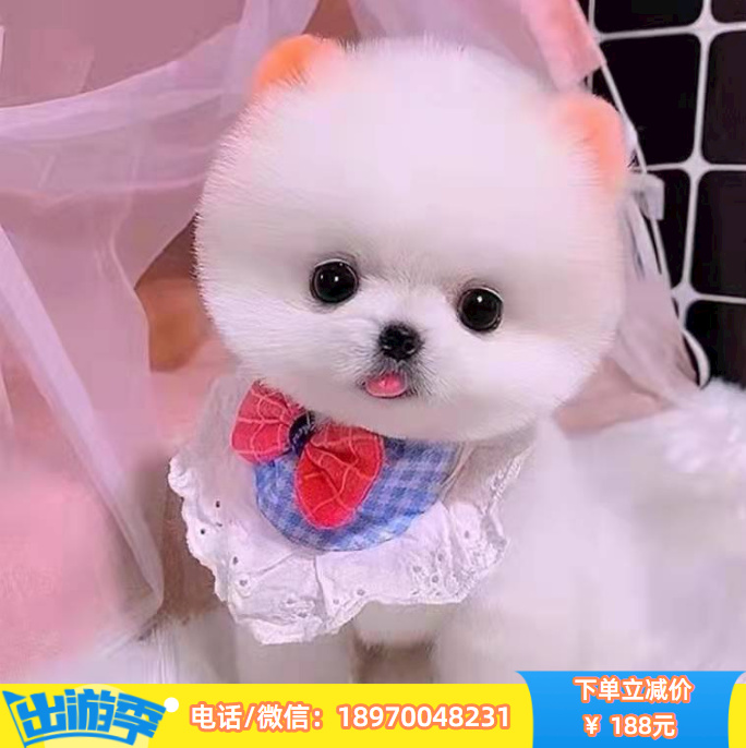 南昌本地出售纯种泰迪，确保健康，假一赔十