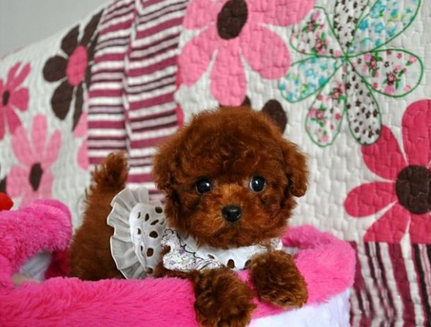 东莞贵宾犬一只多少钱 东莞哪里买贵宾犬有保障