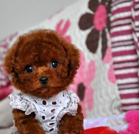 东莞贵宾犬一只多少钱 东莞哪里买贵宾犬有保障